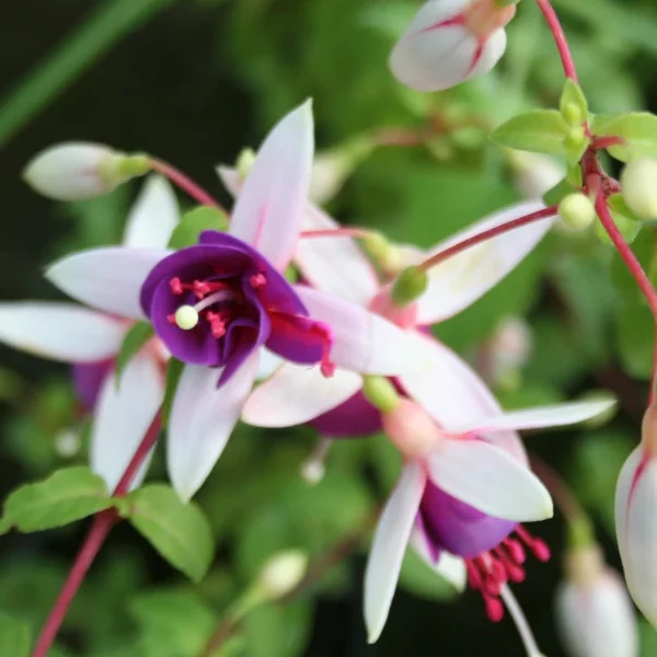 Fuchsia  Fleur de picardie