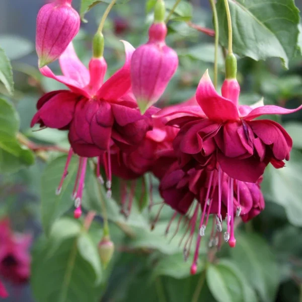 Fuchsia Huet’s Labradoriet