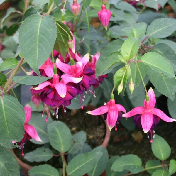 Fuchsia Huet’s Labradoriet