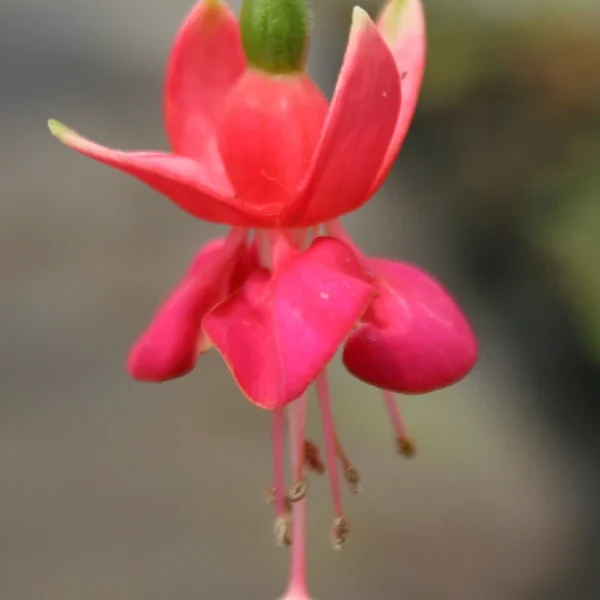 Fuchsia Nettala