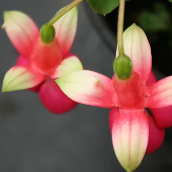 Fuchsia Nettala