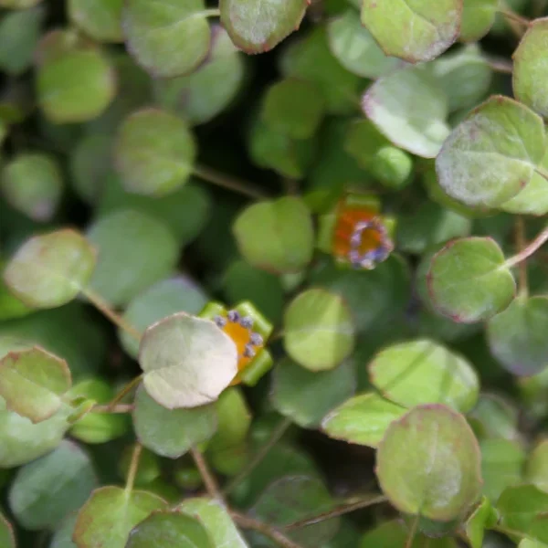 Fuchsia Procumbens