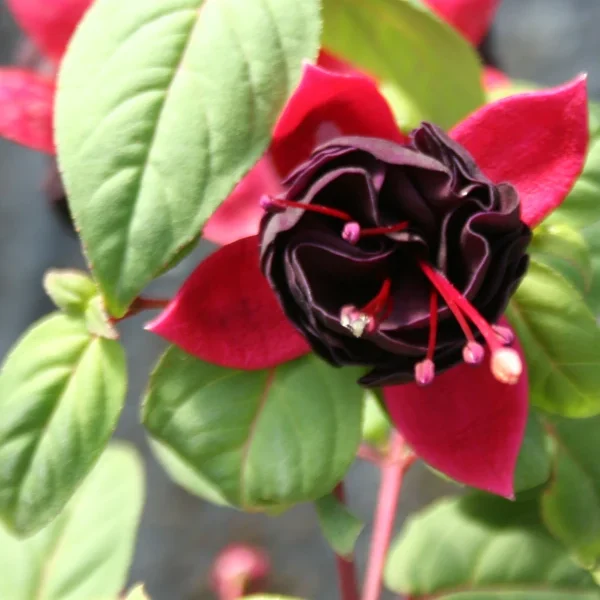 Fuchsia Ringwood Market