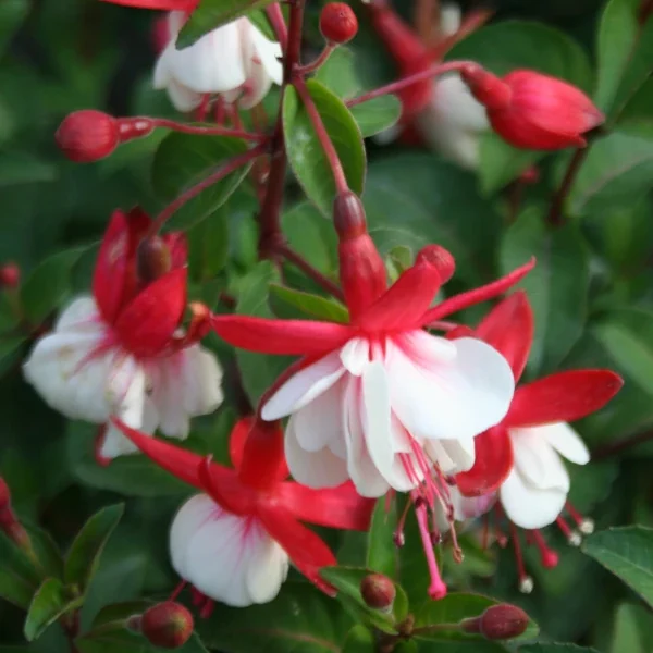 Fuchsia Spring Bells