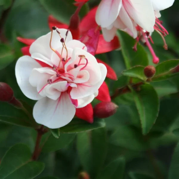 Fuchsia Spring Bells