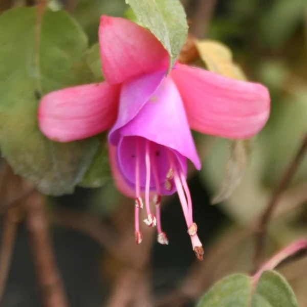 Fuchsia Tuonela