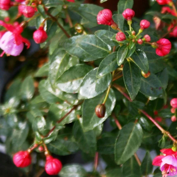 Fuchsia Danina