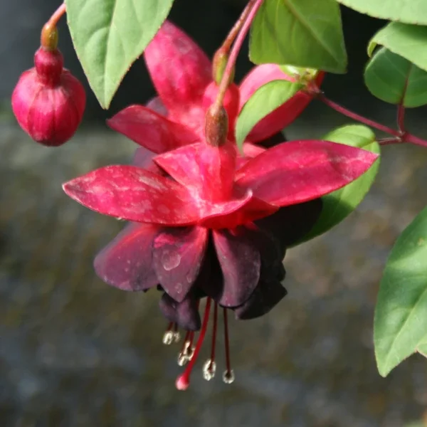 Fuchsia Ringwood Market