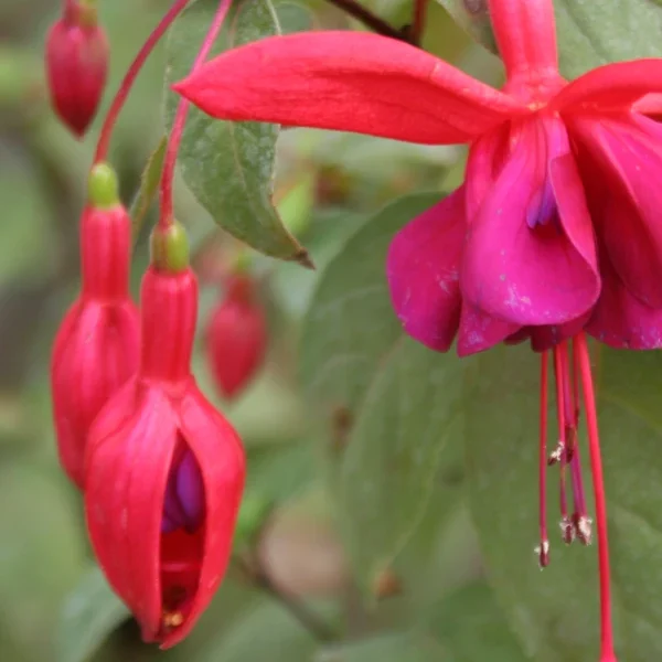 Fuchsia Royal Velvet