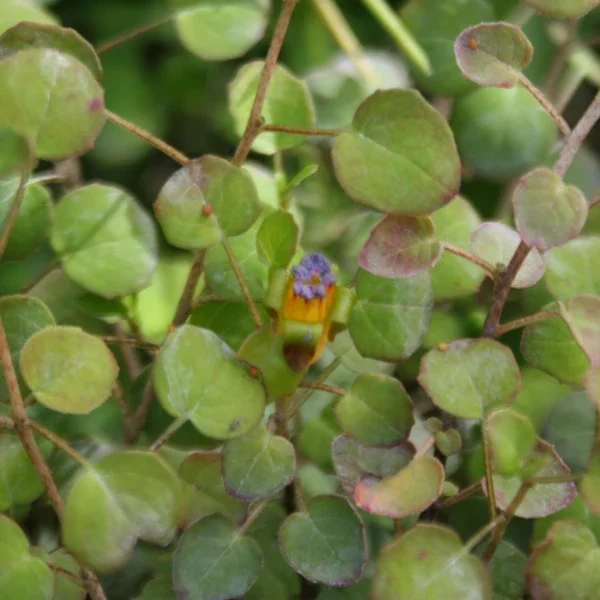 Fuchsia Procumbens