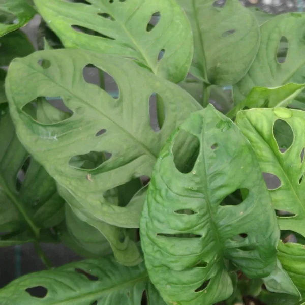 Monstera Adansoni