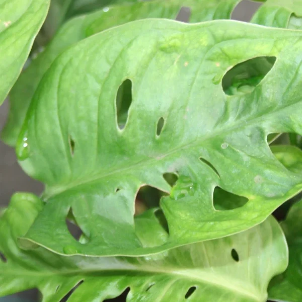 Monstera Adansoni