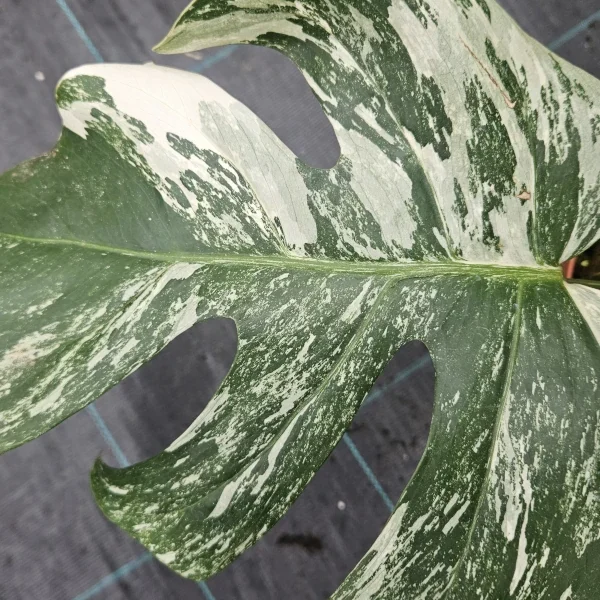 Monstera Deliciosa variegata