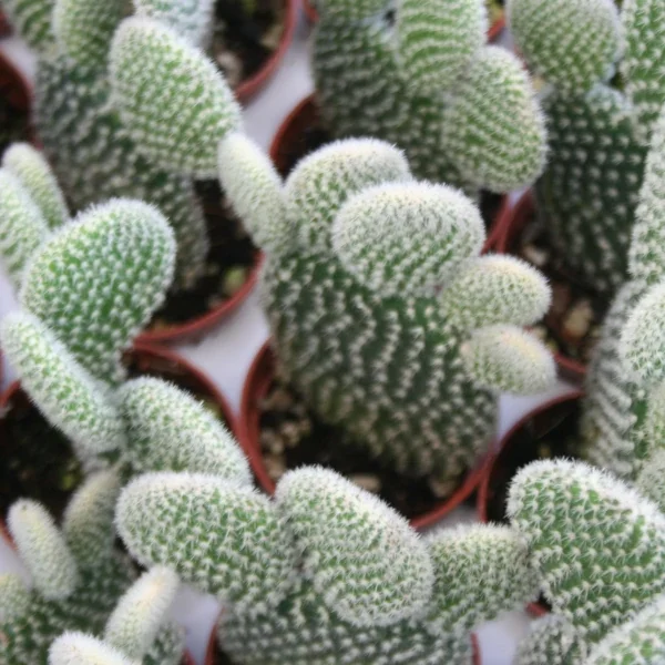 Opuntia microdasys espina blanca