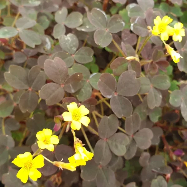 Oxalis Corniculata