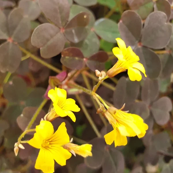 Oxalis Corniculata