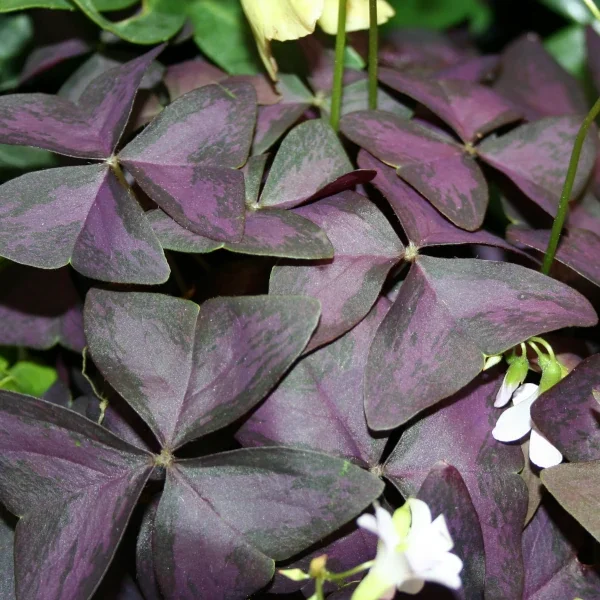 Oxalis Triangulais