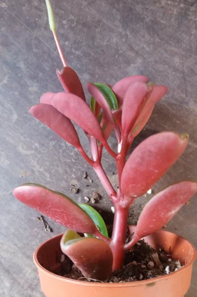 Peperomia graveolens