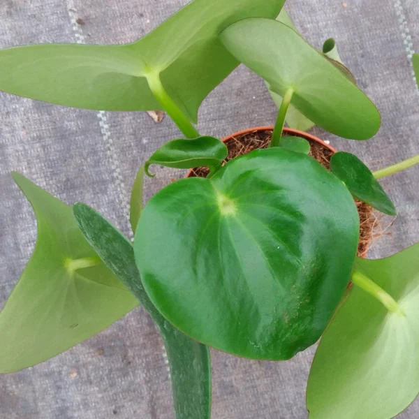 Peperomia polybotrya Raindrop