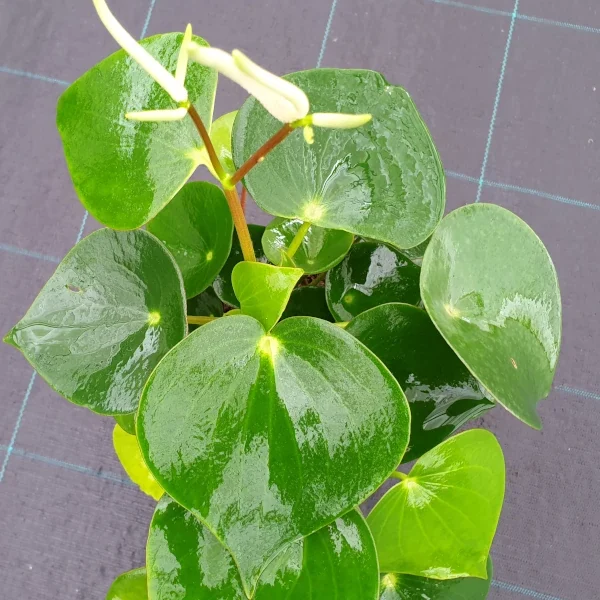 Peperomia polybotrya Raindrop