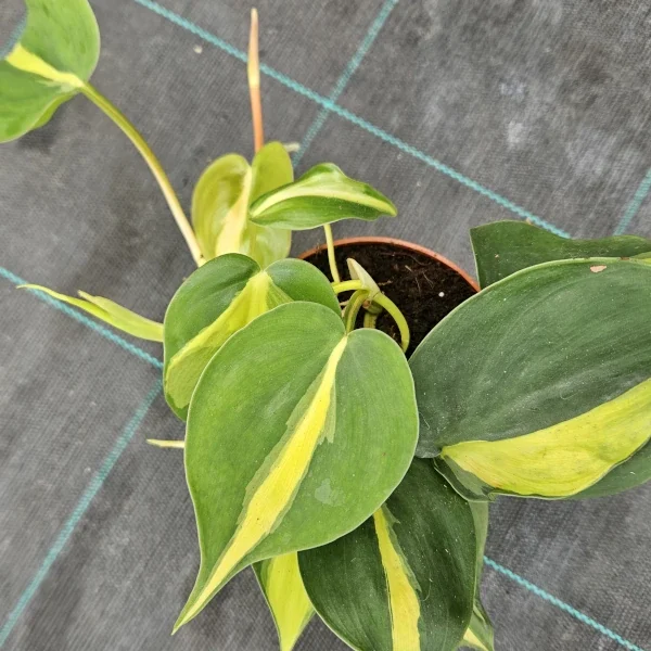 Philodendron Brasil