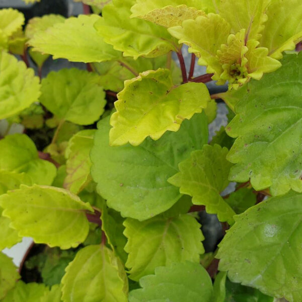 Plectranthus  verticillatus planta del dinero