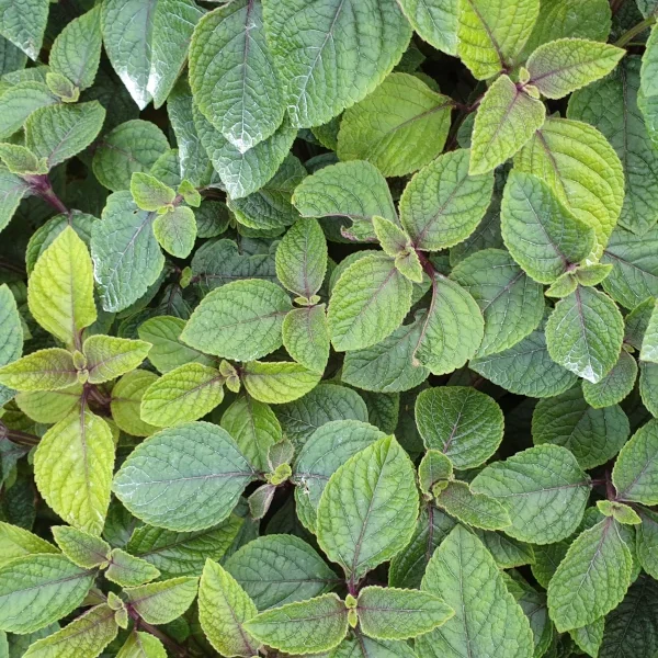 Plectranthus Ciliatus grande , planta del euro