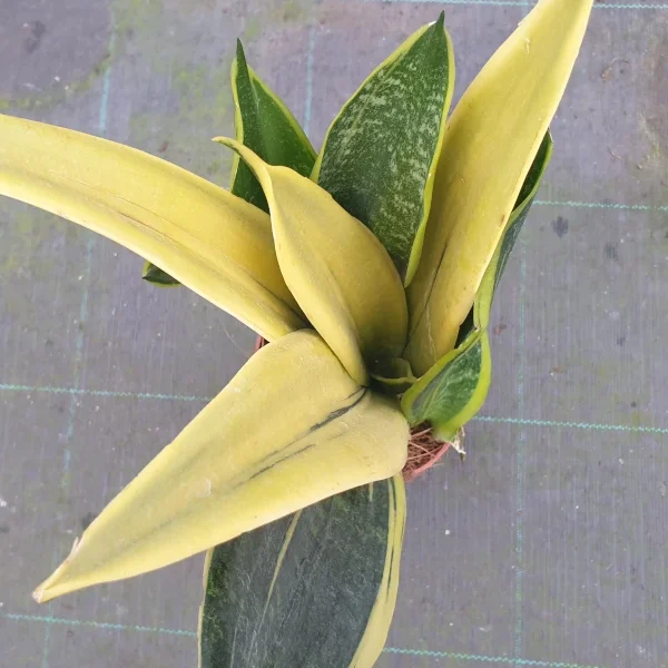 Sansevieria Golden Flame