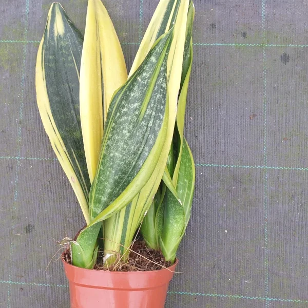 Sansevieria Golden Flame