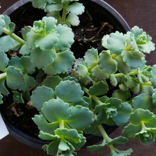 Sedum Sielboldii variegata