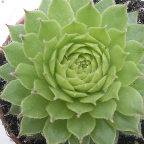 Sempervivum