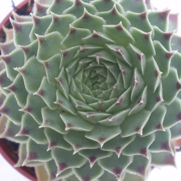 Sempervivum