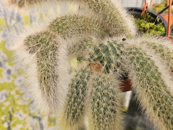 Cleistocactus winteri  cola de mono espina amarilla