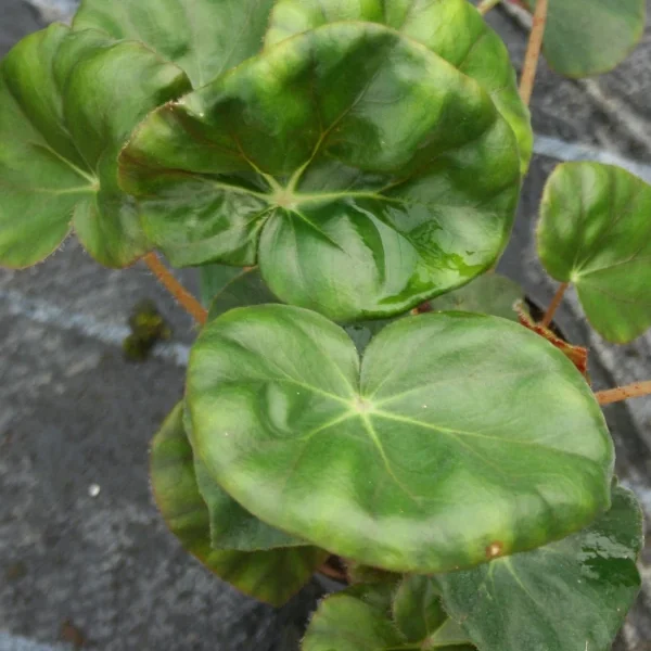 Begonia Erytrophylla Beefsteak grande