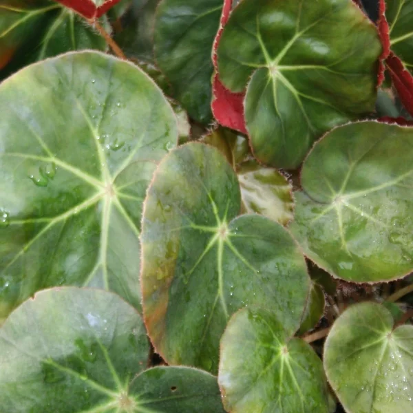 Begonia Erytrophylla Beefsteak