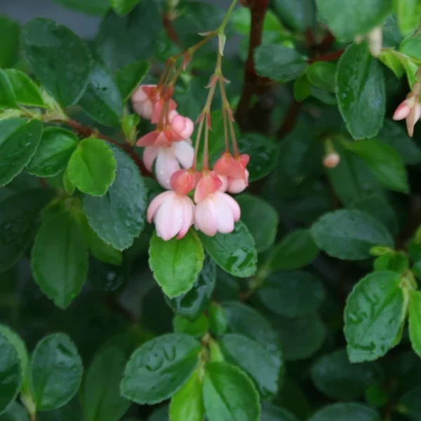 Begonia Foliosa miniata