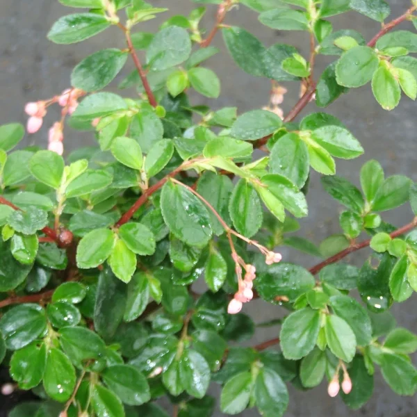 Begonia Foliosa miniata