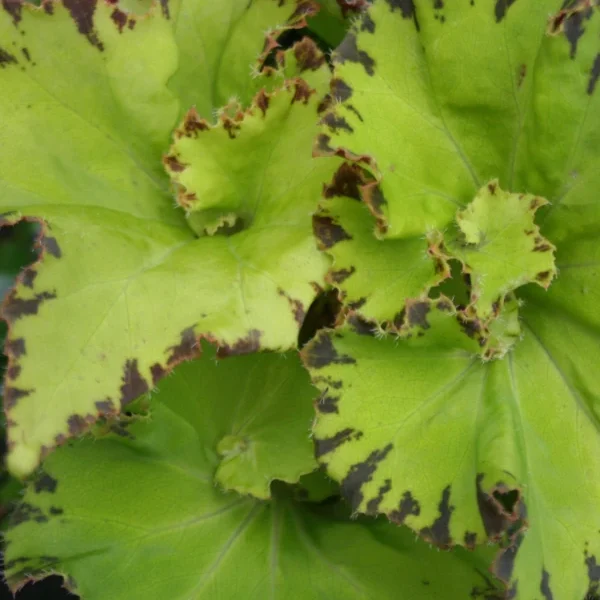 Begonia Limeade