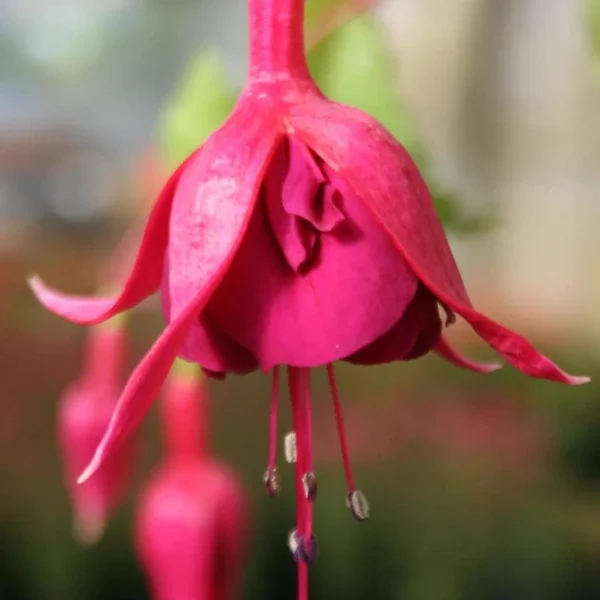 Fuchsia Rocket Fire