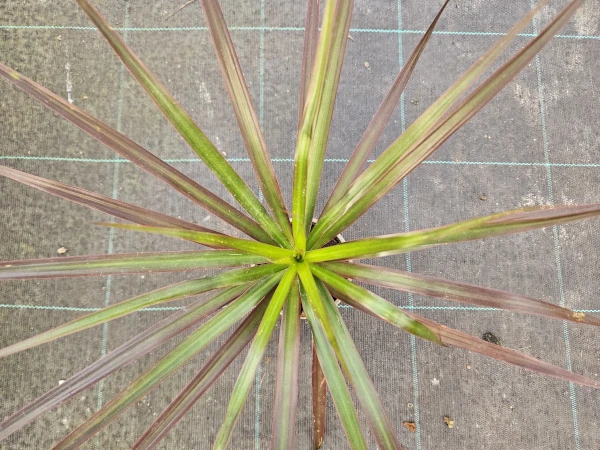 Dracaena marginata