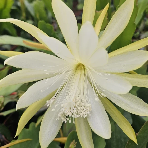 Epiphyllum Sunland