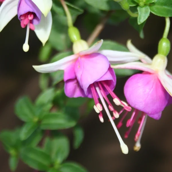 Fuchsia La Campanella