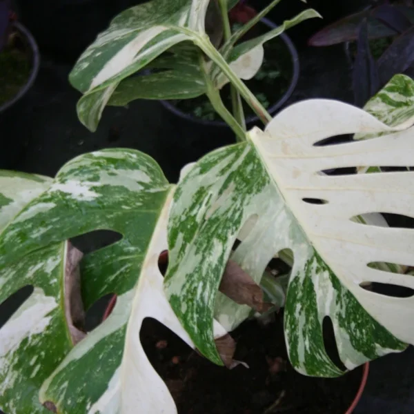 Monstera Deliciosa variegata