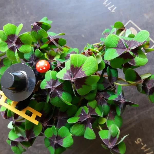 Oxalis deppei