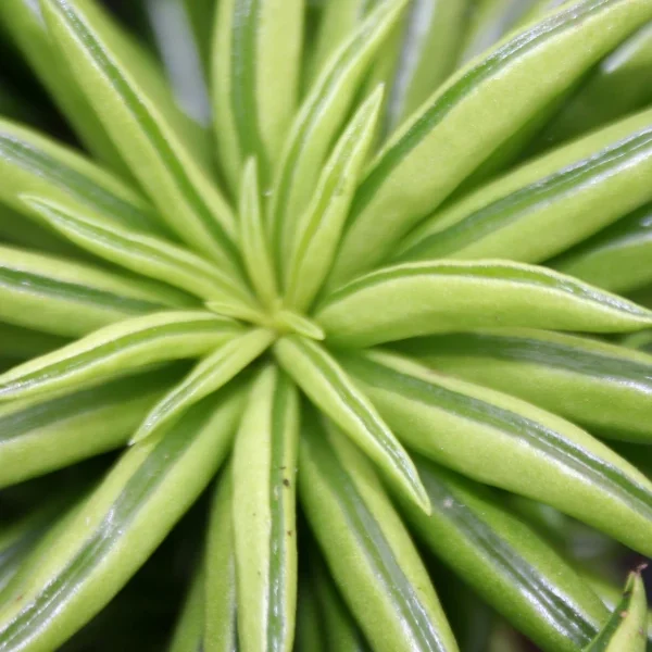 Peperomia Happy Bean