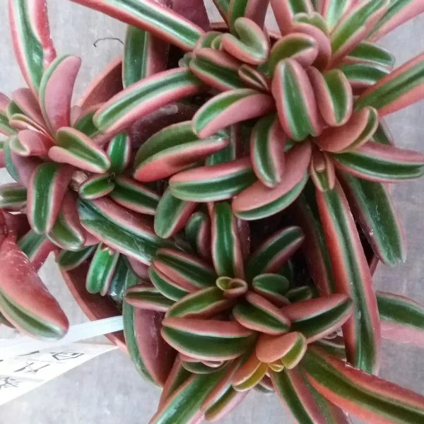 Peperomia graveolens