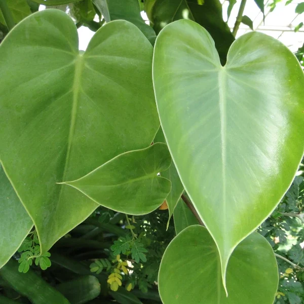 Philodendron scandens