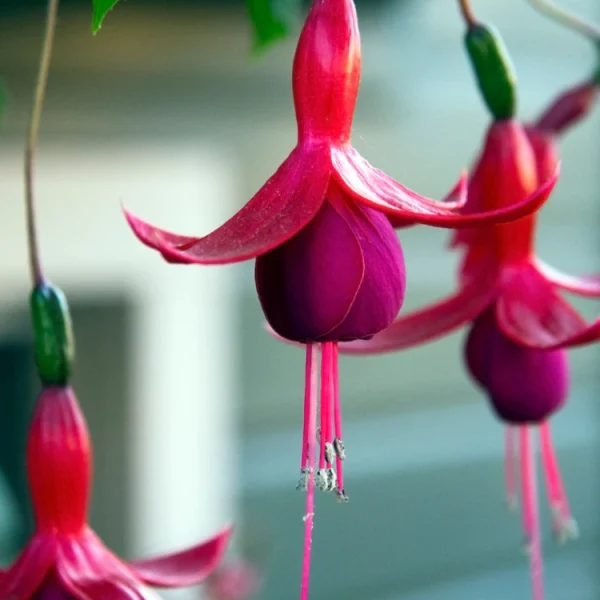 Fuchsia Charming