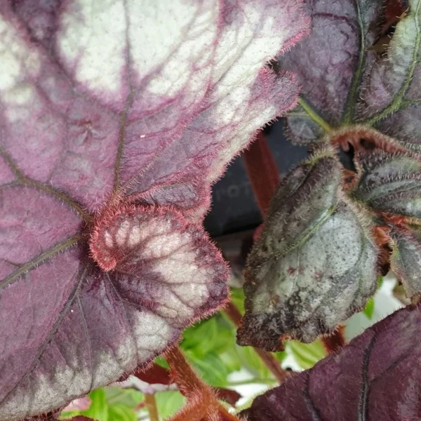 Begonia blackberry