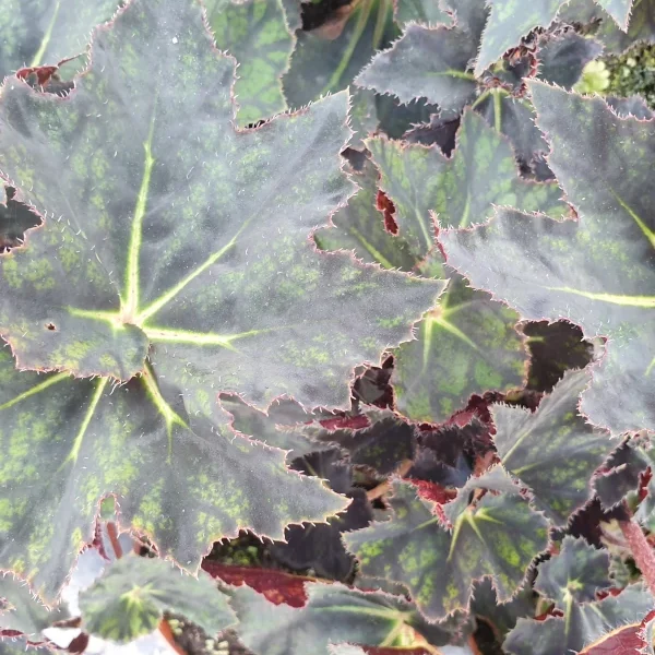 Begonia Black Fang